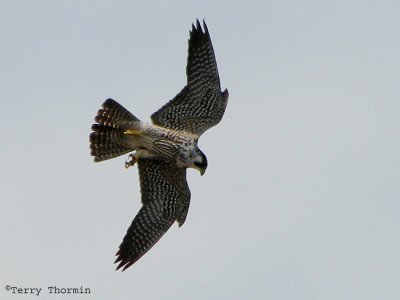 Peregrine Falcon in flight 1b.jpg