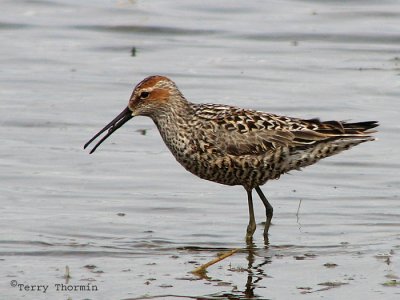 Stilt Sandpiper 4a.jpg