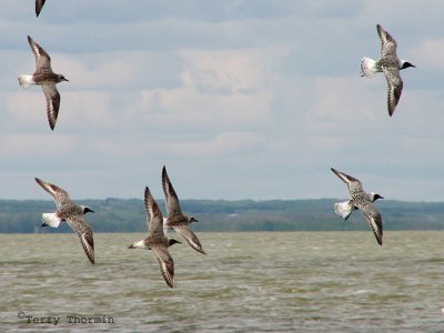 Black-bellied Plovers in flight 2a.jpg