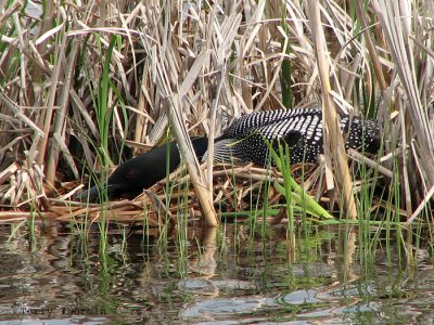 Common Loon on nest 1a.jpg