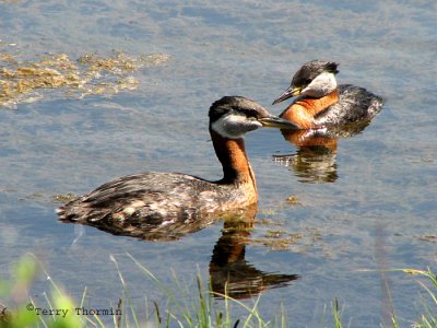 Red-necked Grebe pair 1a.jpg