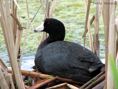 American Coot on nest 2a.jpg