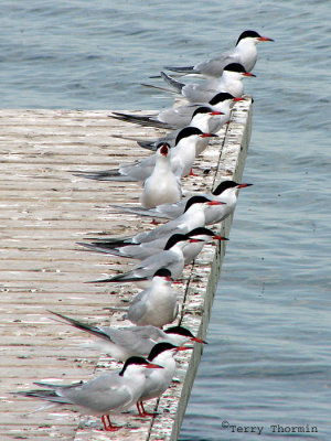 Common Terns 2a.jpg