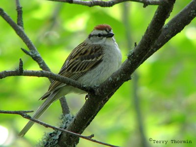 Chipping Sparrow 1a.jpg