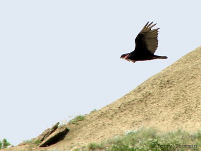 Turkey Vulture 3a.jpg