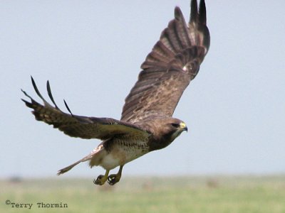 Swainsons Hawk in flight 10a.jpg