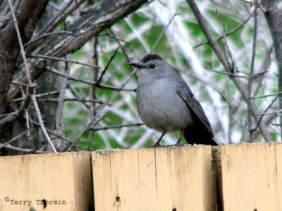 Gray Catbird 2b.jpg