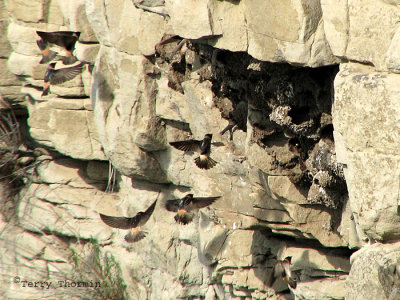 Cliff Swallow colony 1a.jpg