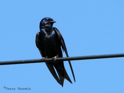 Purple Martin 3a.jpg