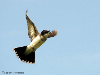Eastern Kingbird in flight 1b.jpg