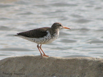 Spotted Sandpiper 2a.jpg