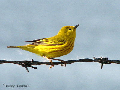 Yellow Warbler 7a.jpg
