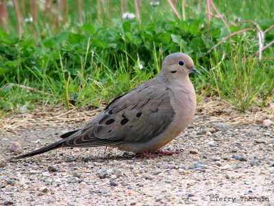 Mourning Dove 13a.jpg