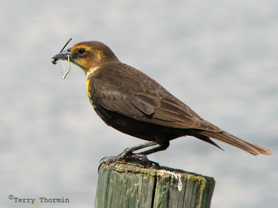 Yellow-headed Blackbird female with damselflies 1a.jpg