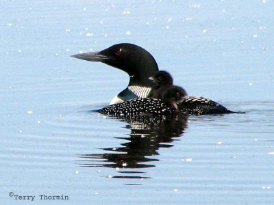 Common Loon with chicks 2a.jpg