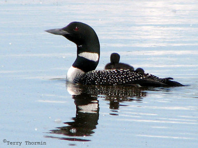 Common Loon with chicks 4b copy.jpg