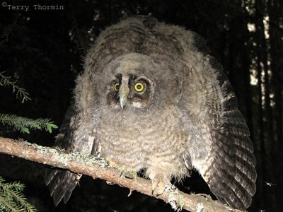 Long-eared Owl nestling 1a.jpg