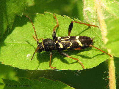 Clytus ruricola - Long-horned Beetle 1a.jpg