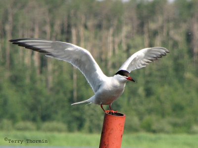 Common Tern 6a.jpg