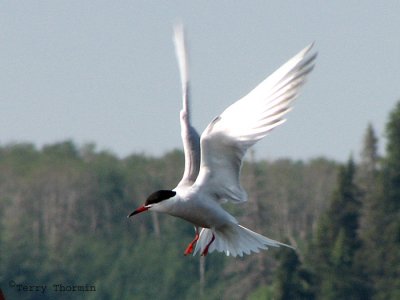 Common Tern in flight 1b.jpg