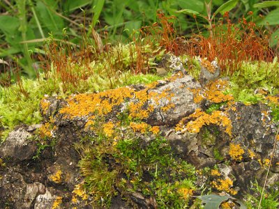Lichen and moss garden 3a.jpg