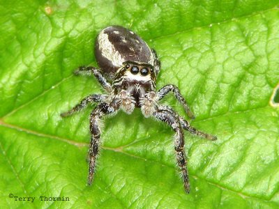 Metaphidippus sp. male B1a.jpg