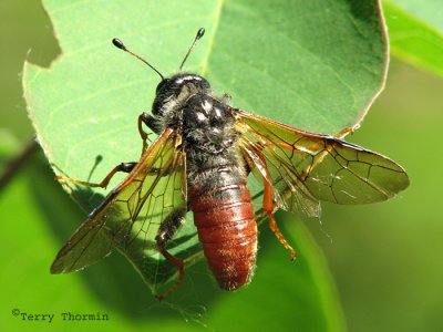 Cimbicid Sawflies - Cimbicidae