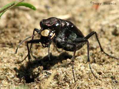 Cicindela longilabris - Long-lipped Tiger Beetle 2a.jpg
