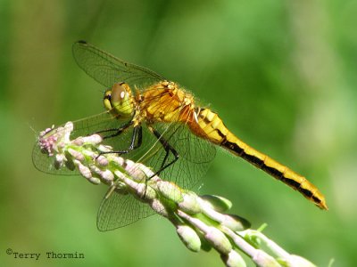 Sympetrum internum - Cherry-faced Meadowhawk 1a.jpg