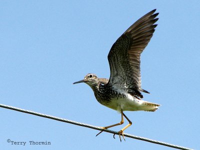 Lesser Yellowlegs - the tightrope act 2a.jpg