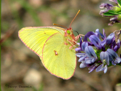 Colias gigantea - Giant Sulphur 1a.jpg