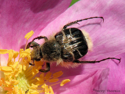 Trichiotinus assimilis - Bee Scarab 1a.jpg