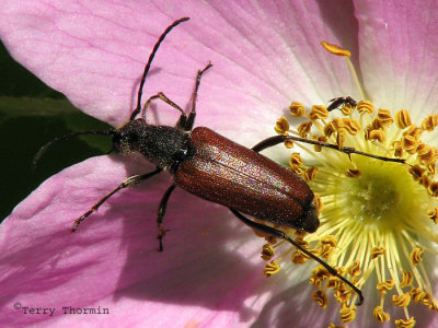 Cerambycid  - Longhorned Beetle A1a.jpg