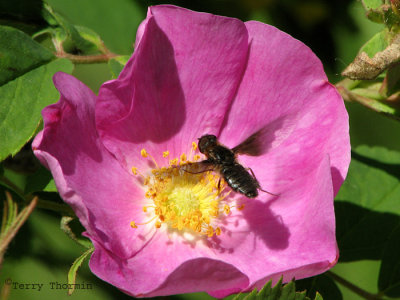 Anthrax georgicus - Bee Fly in flight over wild rose 1.jpg