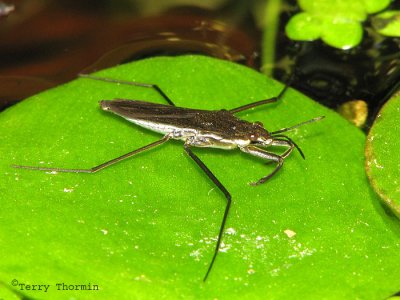 Gerris sp. - Water Strider A2a.jpg