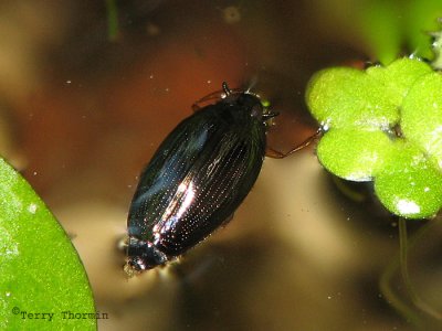 Whirligig Beetles - Gyrinidae