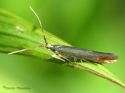 Coleophora trifolii - Large Clover Case-bearer 2a.jpg