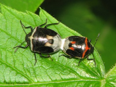 Cosmopepla lintneriana - Wee Harlequin Bugs mating 1a.jpg