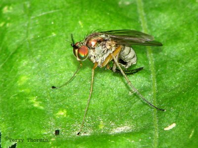 Dolichopus sp. - Long-legged Fly male B1a.jpg
