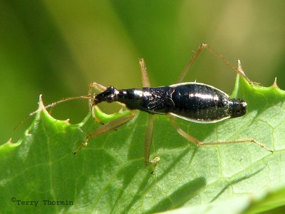 Damsel Bugs - Nabidae