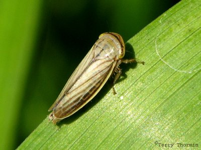 Athysanus argentarius - Silver Leafhopper A6a.jpg