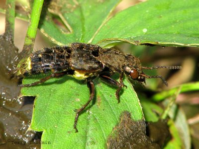 Ontholestes cingulatus - Gold and Brown Rove Beetle 2a.jpg
