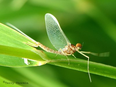 Baetidae - Small Minnow Mayfly A1a.jpg