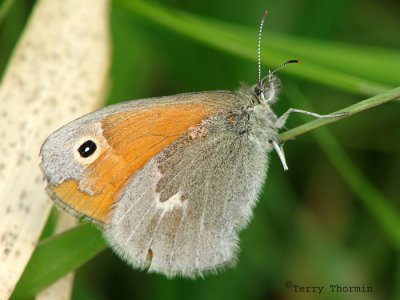 Coenonympha inornata - Inornate Ringlet 5a.jpg