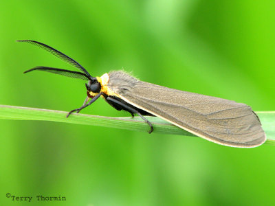 Cisseps fulvicollis - Yellow-collared Scape Moth 12a.jpg