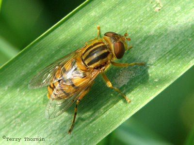 Parhelophilus sp. - Flower Fly N1a.jpg