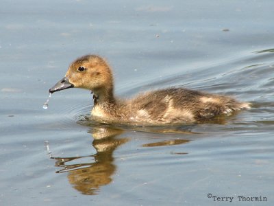 American Wigeon chick 1a.jpg