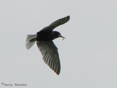 Black Tern in flight 10a.jpg