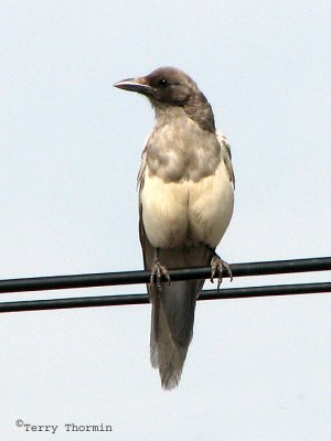 g6/59/628959/3/82634657.AaZkFMmT.jpg