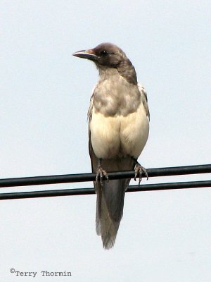 Black-billed Magpie ghost bird 8a.jpg